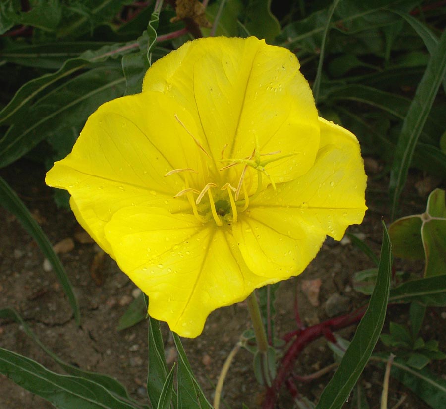1,000 Evening Primrose Seeds Flower Seeds Cheap Flower Seeds
