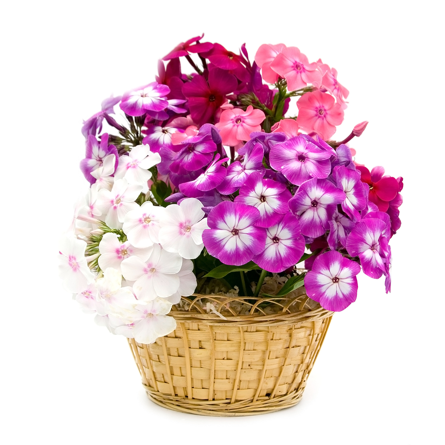 1,500 Phlox Mix Seeds Flower Seeds Cheap Flower Seeds Wildflower