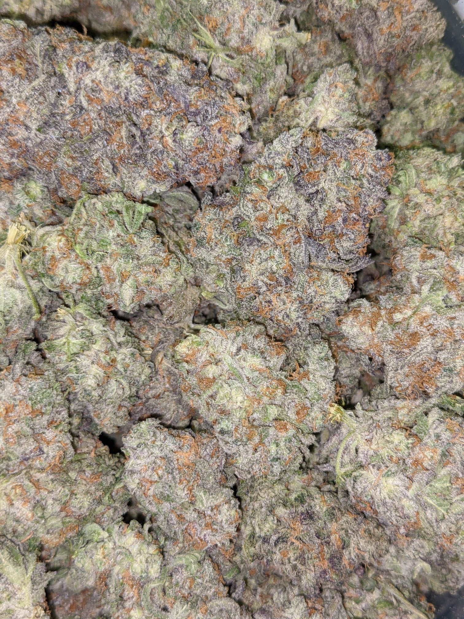 Buy Snozzberry Online Cheap Weed