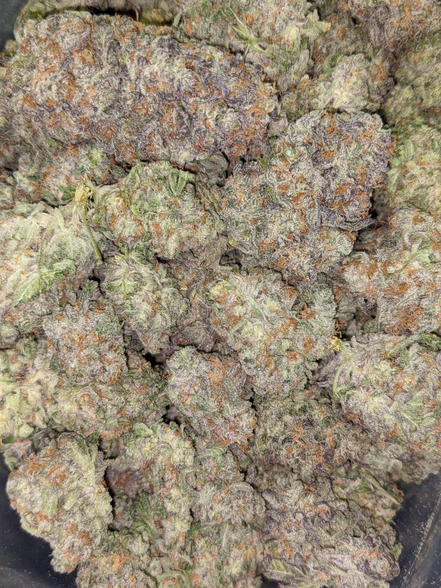 Buy Snozzberry Online Cheap Weed