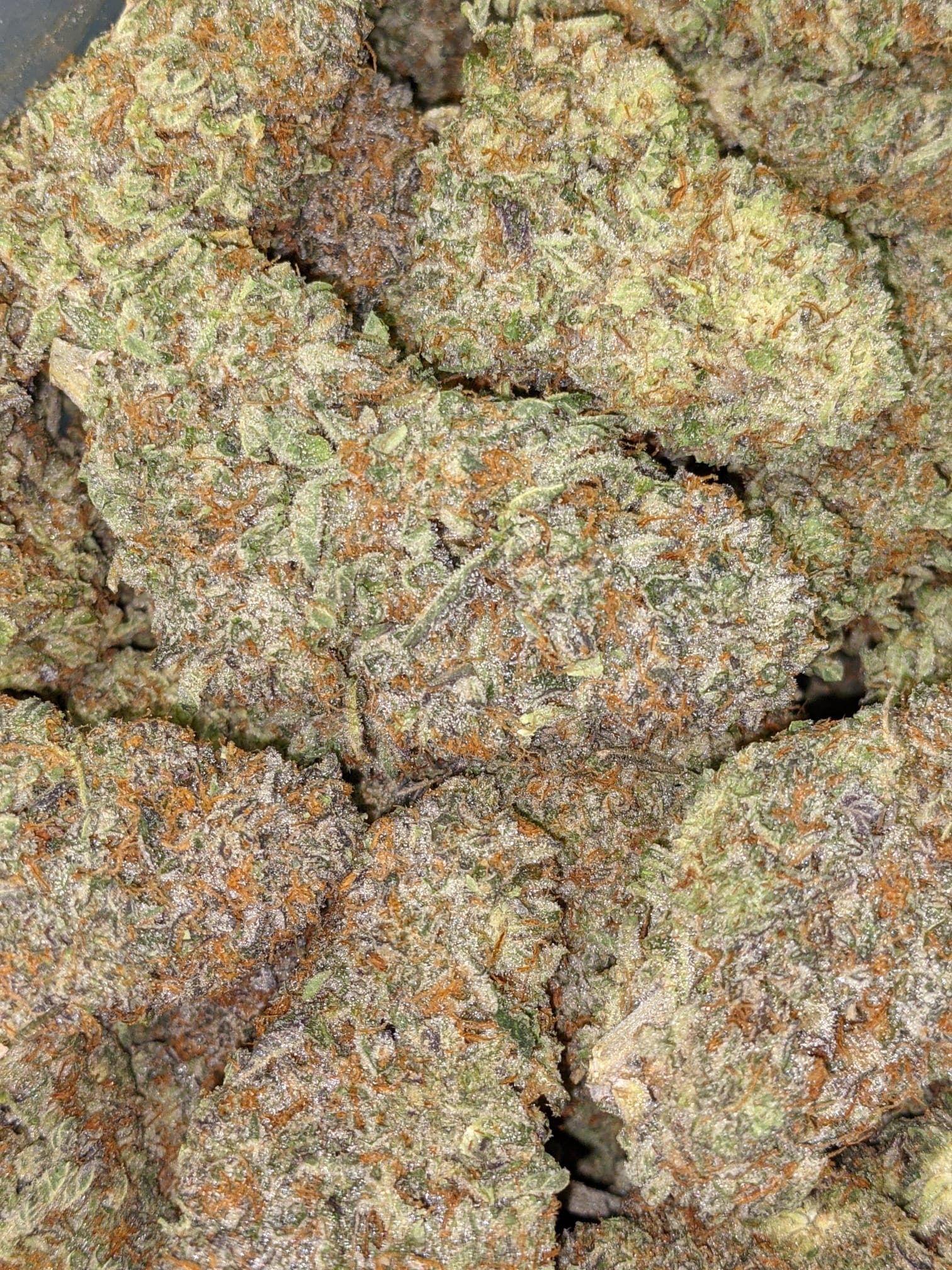 Buy Platinum Girl Scout Cookies AAAA Online Cheap Weed