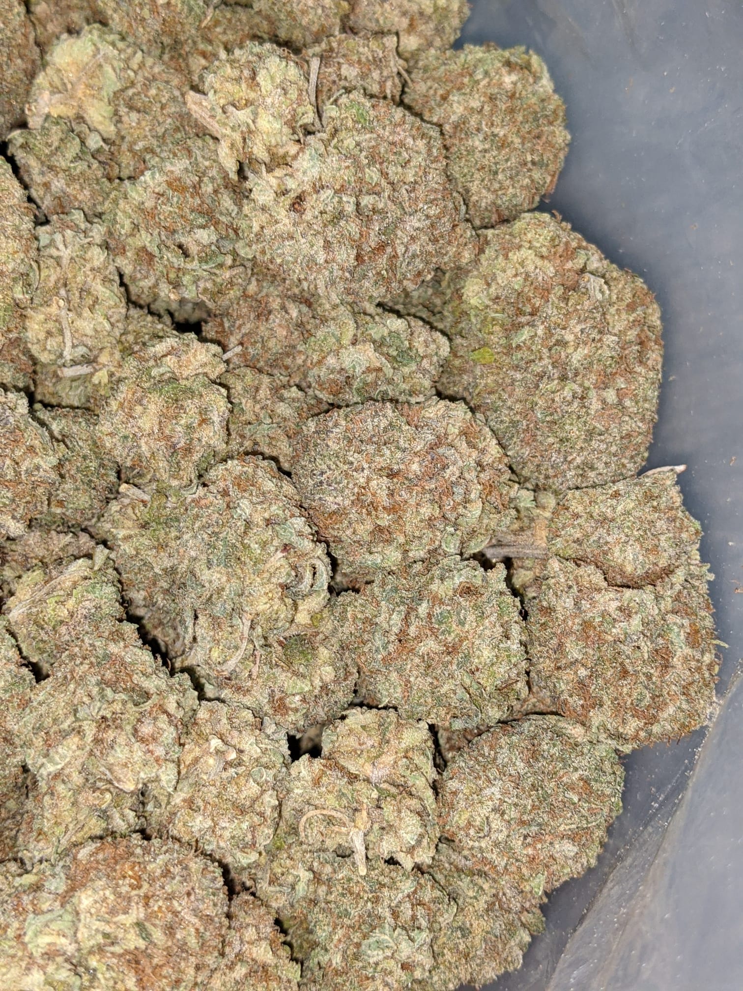 Buy White Haze *Deal of the Day* Online Cheap Weed