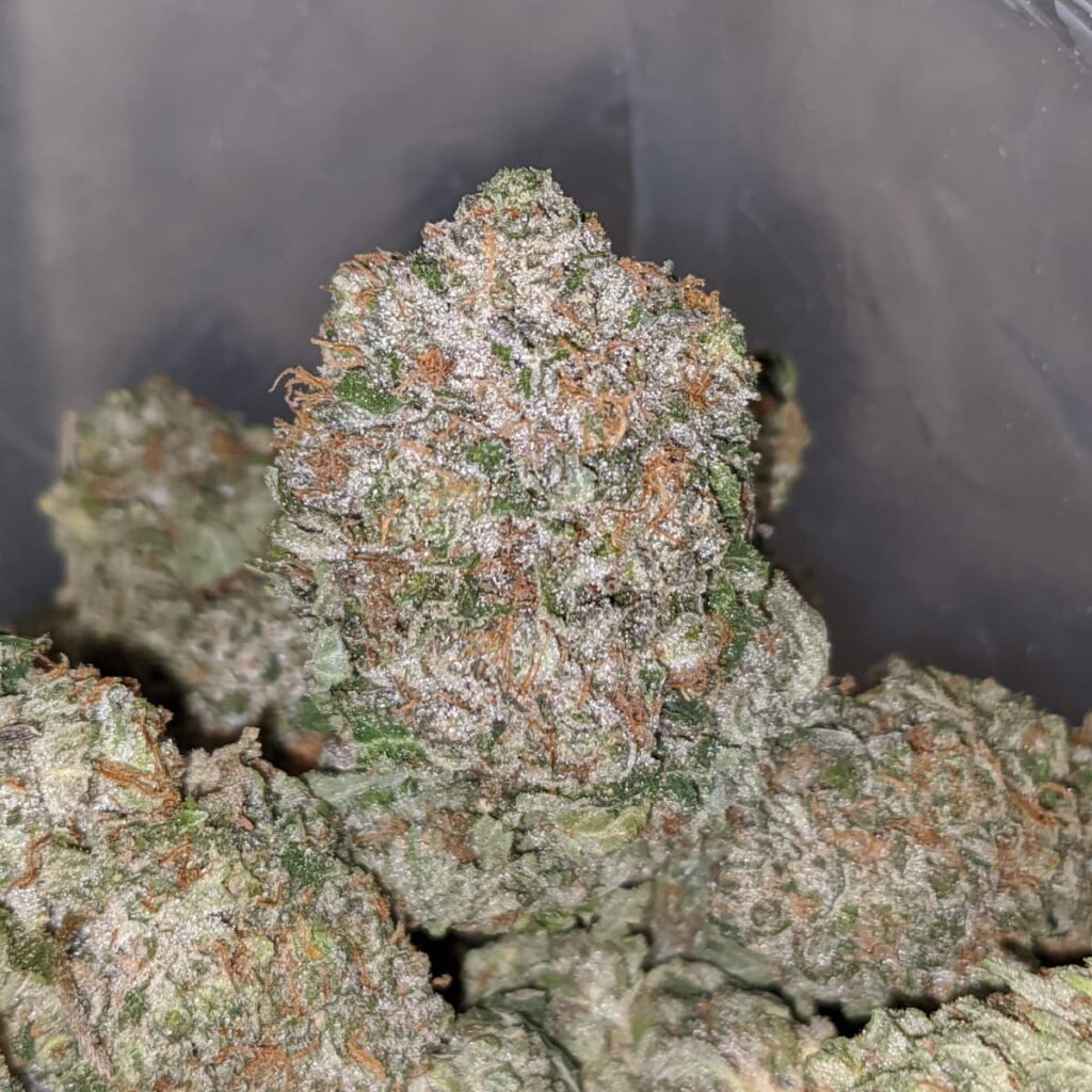 Buy Bulk Emma's Garlic Breath Strain Cheap Weed Pounds & Reviews