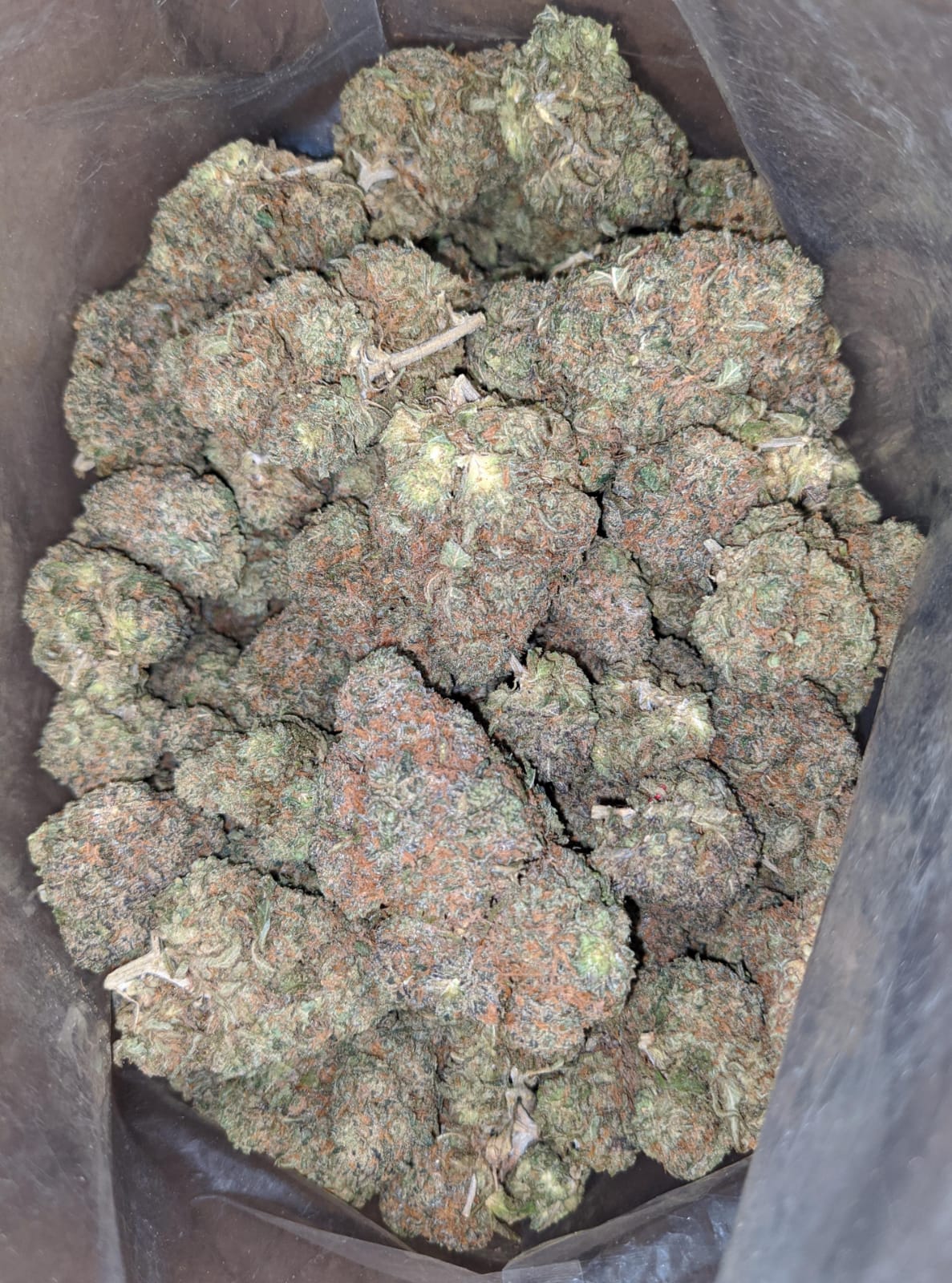 Buy Bulk 59 Oz Zkittles Strain Cheap Weed Pounds & Reviews