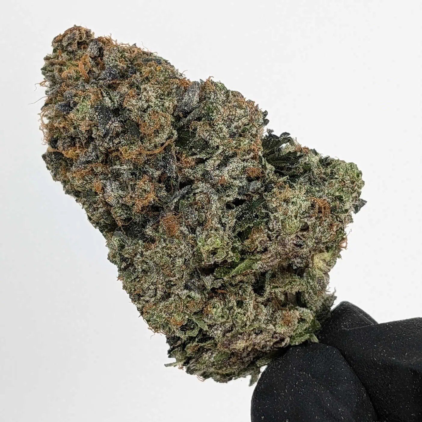 Buy Mike Tyson Online in Canada