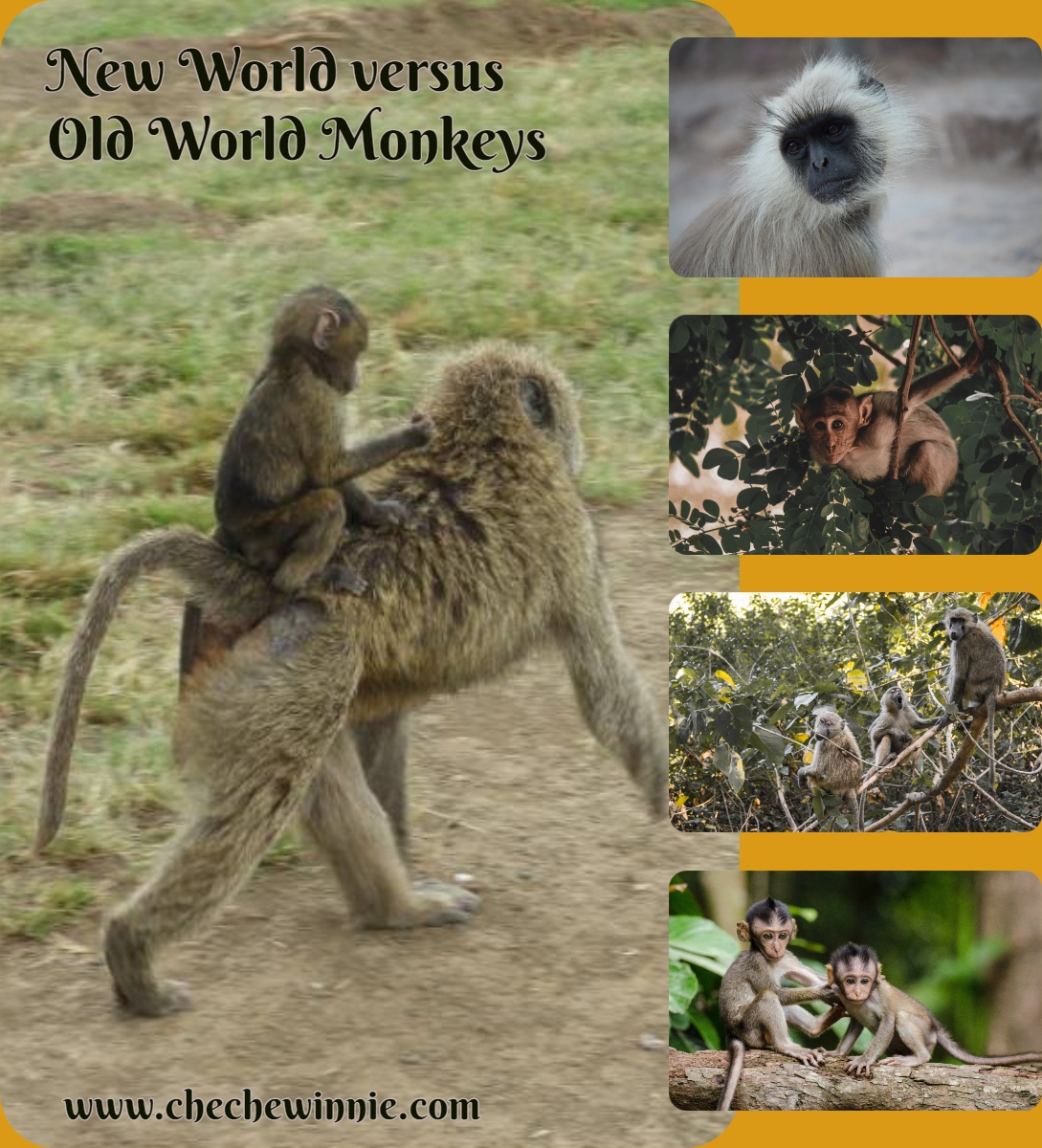 New World versus Old World Monkeys - The Eco Advocate