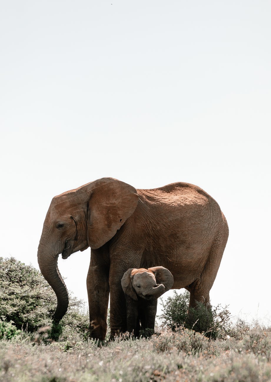 Why do elephants hold each other's tails? The Eco Advocate