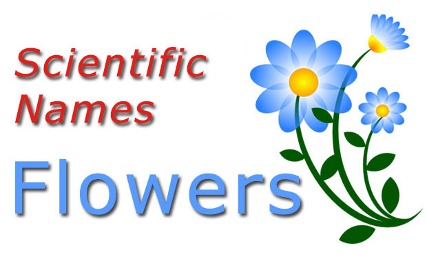 Jack in the pulpit aka: Flowers Scientific Names Common And Forest Flowers Checkall In