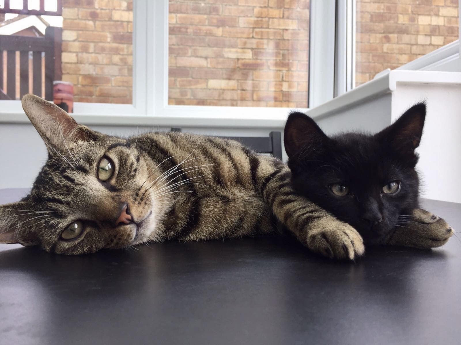 How Do Cats Show Love and Affection? Cheeky Little Prints