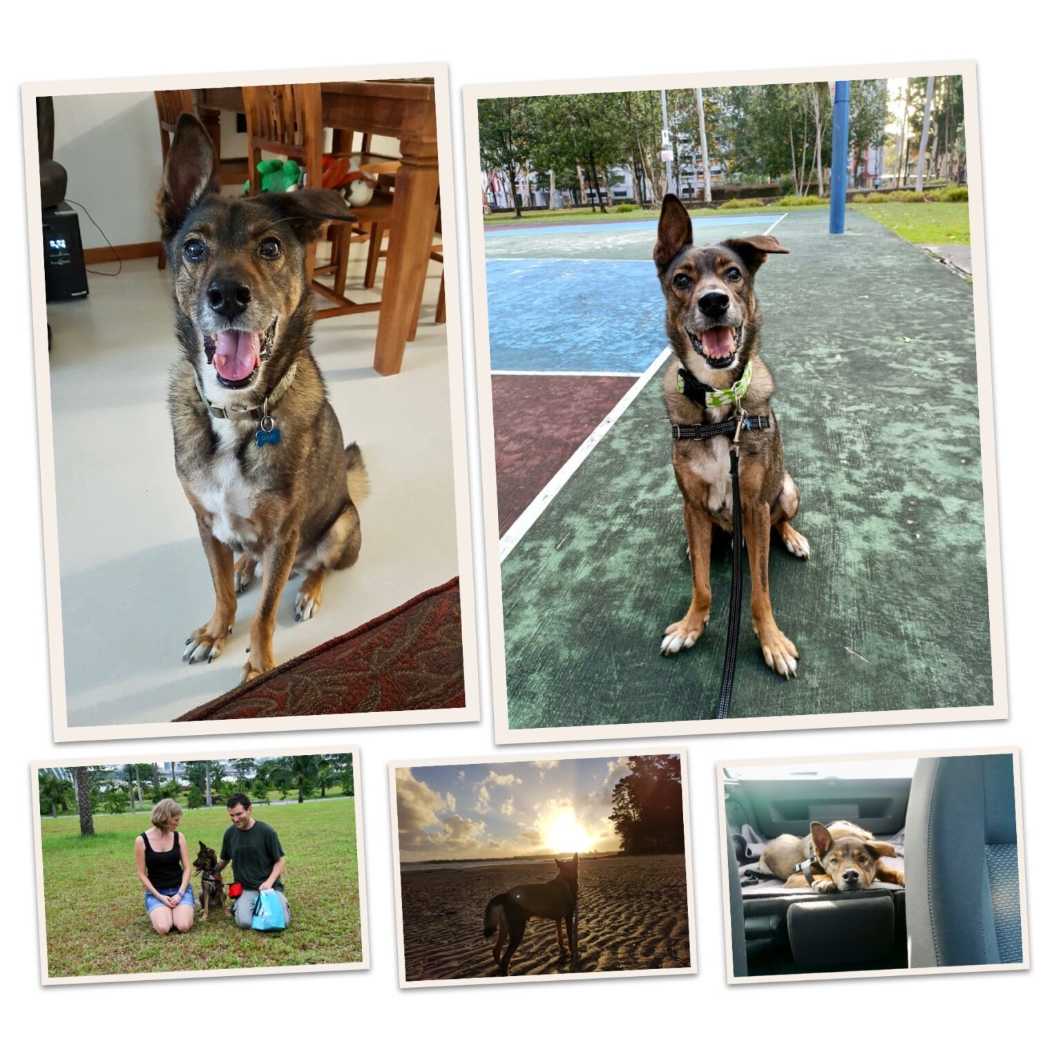 Forcefree Dog Training Singapore Certified Dog Behaviour Consultant