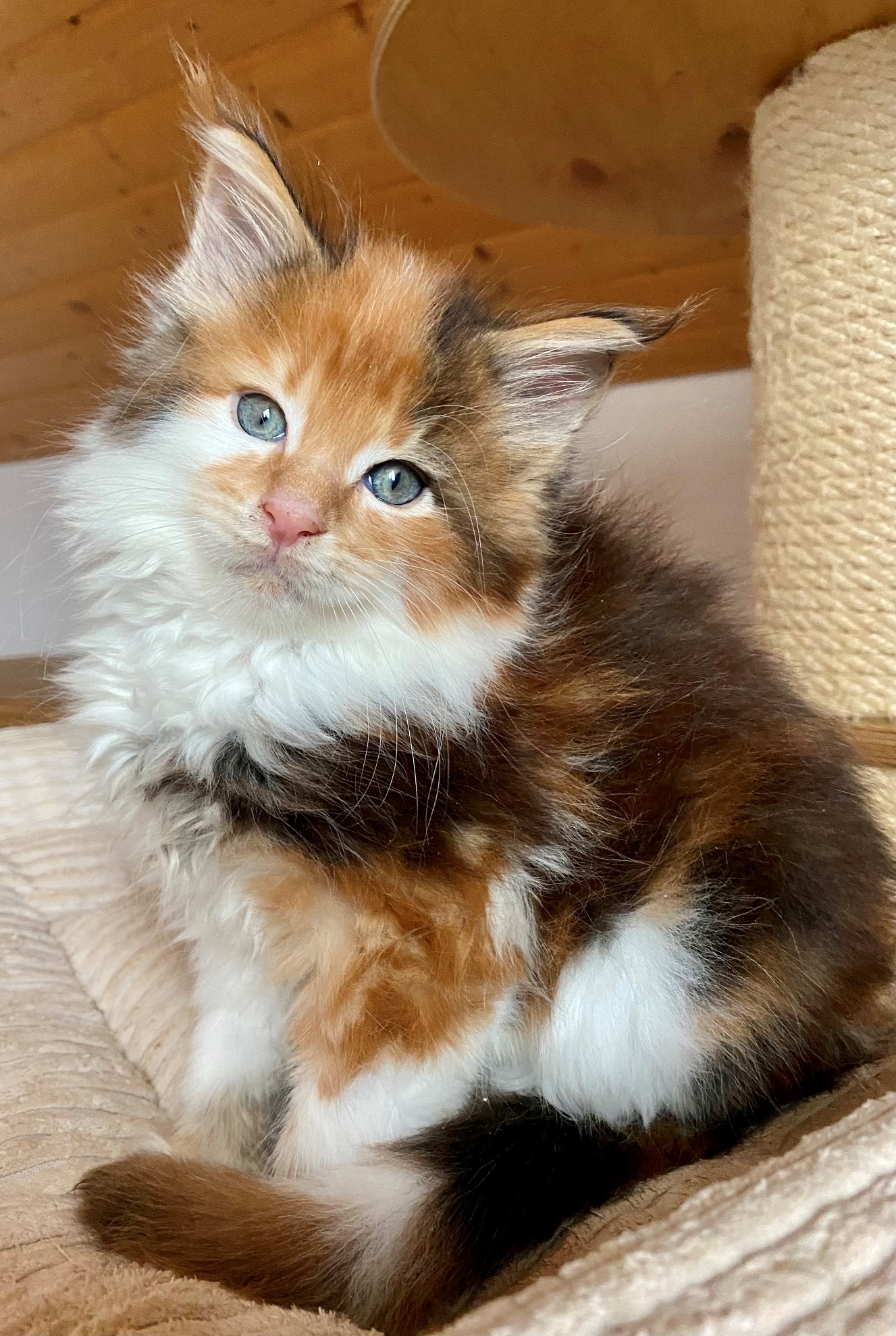 Checkpoint Charlie unser „Glückskater“ = dreifarbiger KATER