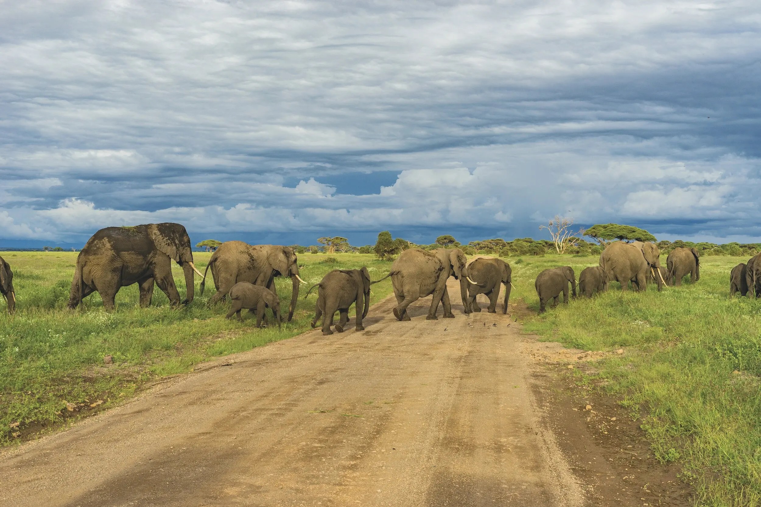 Where To Go On An African Safari In April 2025