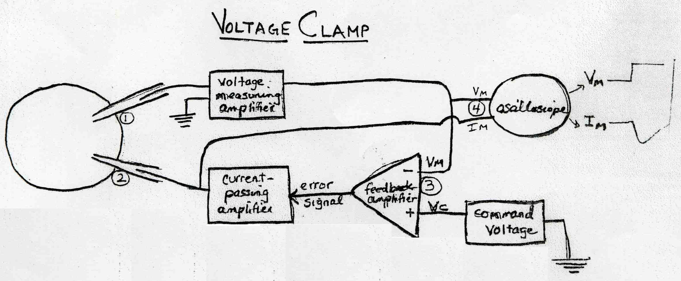 (Figure 1 Diagram of how the voltage clamp apparatus was set up)