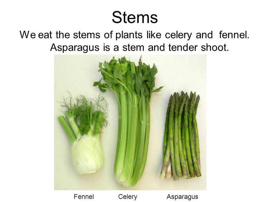 Stem Vegetables We Eat » Classification of Eatable Stems
