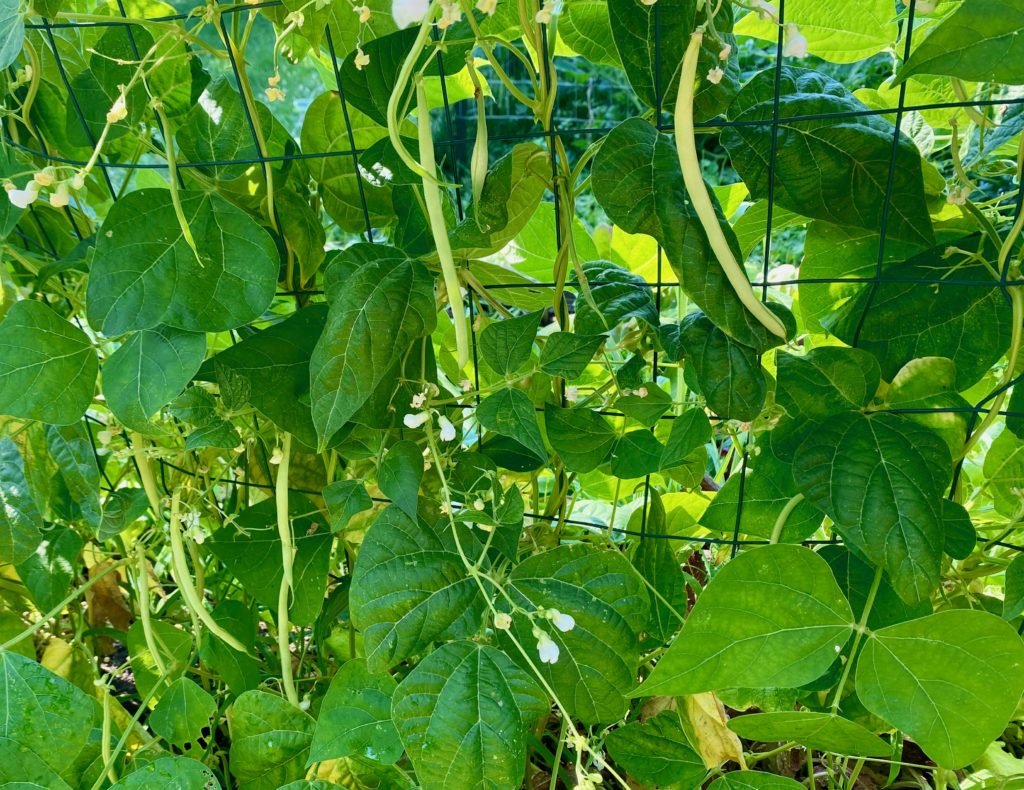 Air Fryer Wax Bean Fries Creative Foods by Chef Dave Dettman