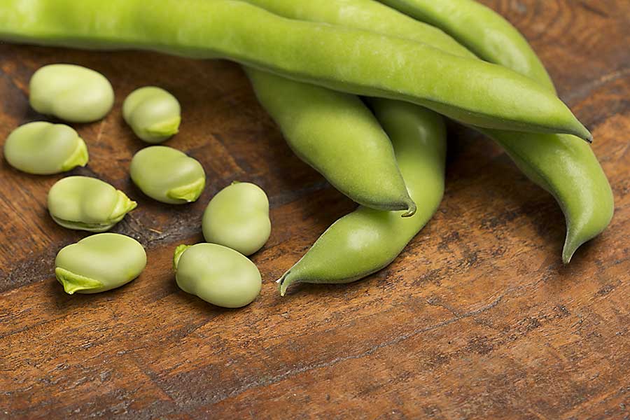 Fava Bean CHEFIN Australia