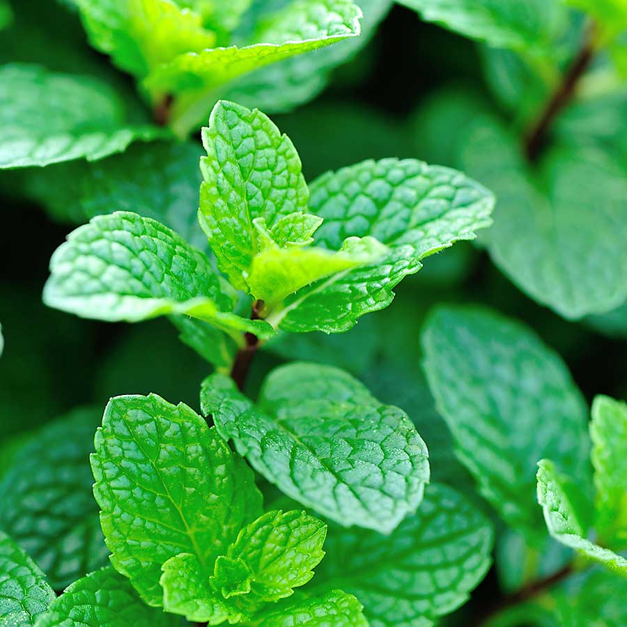 Mint CHEFIN Australia