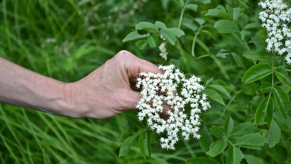 What Does Elderflower Taste Like? An Experience! Chef Olu