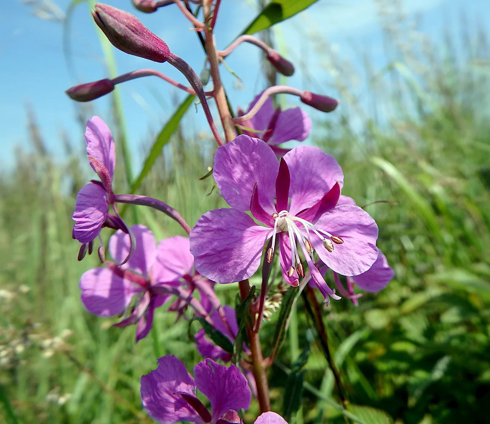 What Does Fireweed Taste Like? An Expert's Guide To This Delicious
