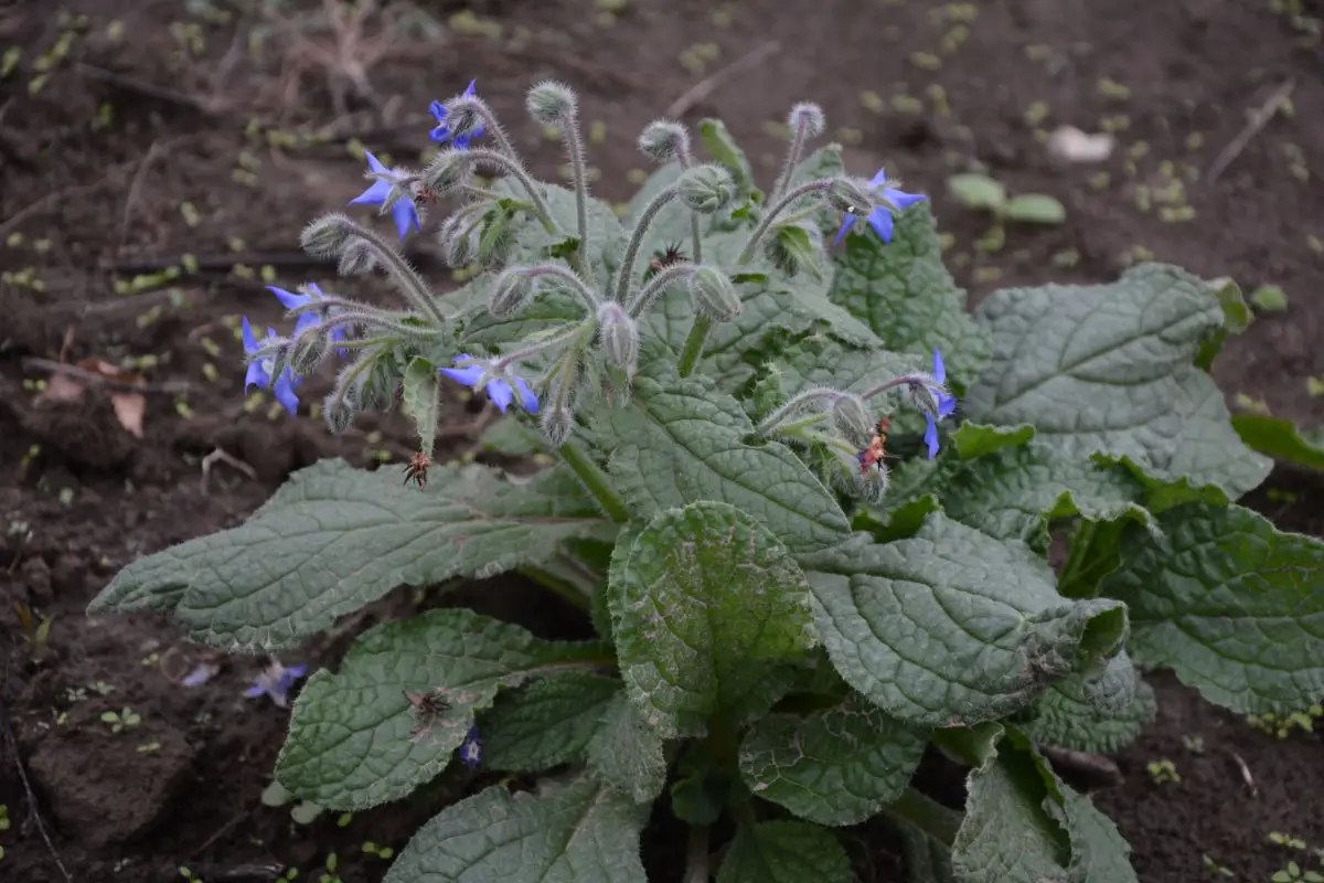 What Does Borage Taste Like? A Comprehensive Breakdown Chef Olu