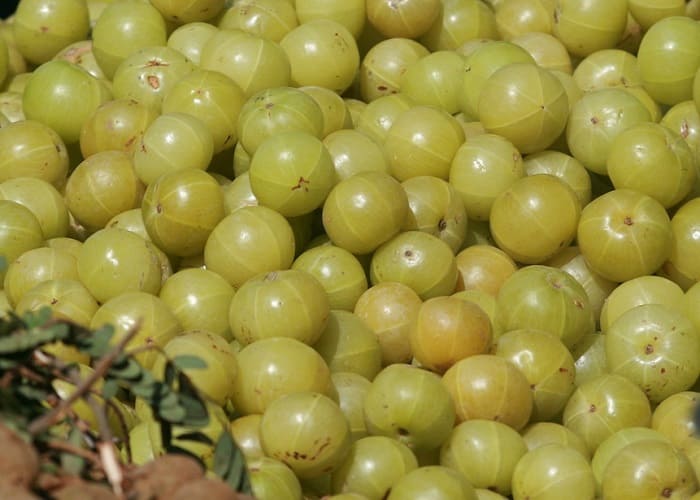 Indian Gooseberry Benefits Chef Reader
