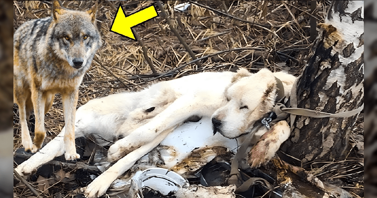 Surprising Turn As Owner Puts His Dog Down In The Forest Chef's Dog House