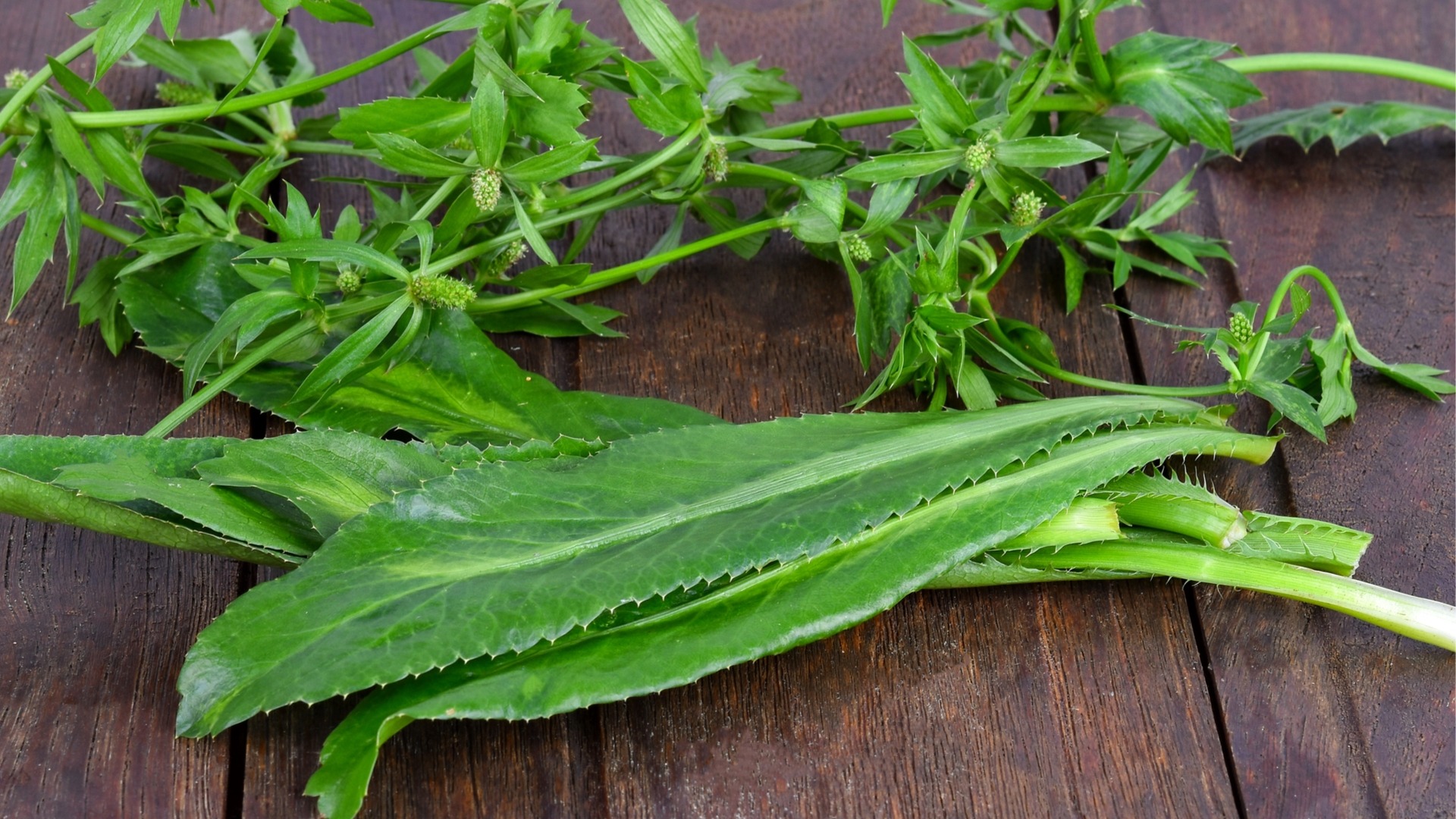 ARCHAEOLOGY OF HERBS & SPICES Culantro Chef's Mandala