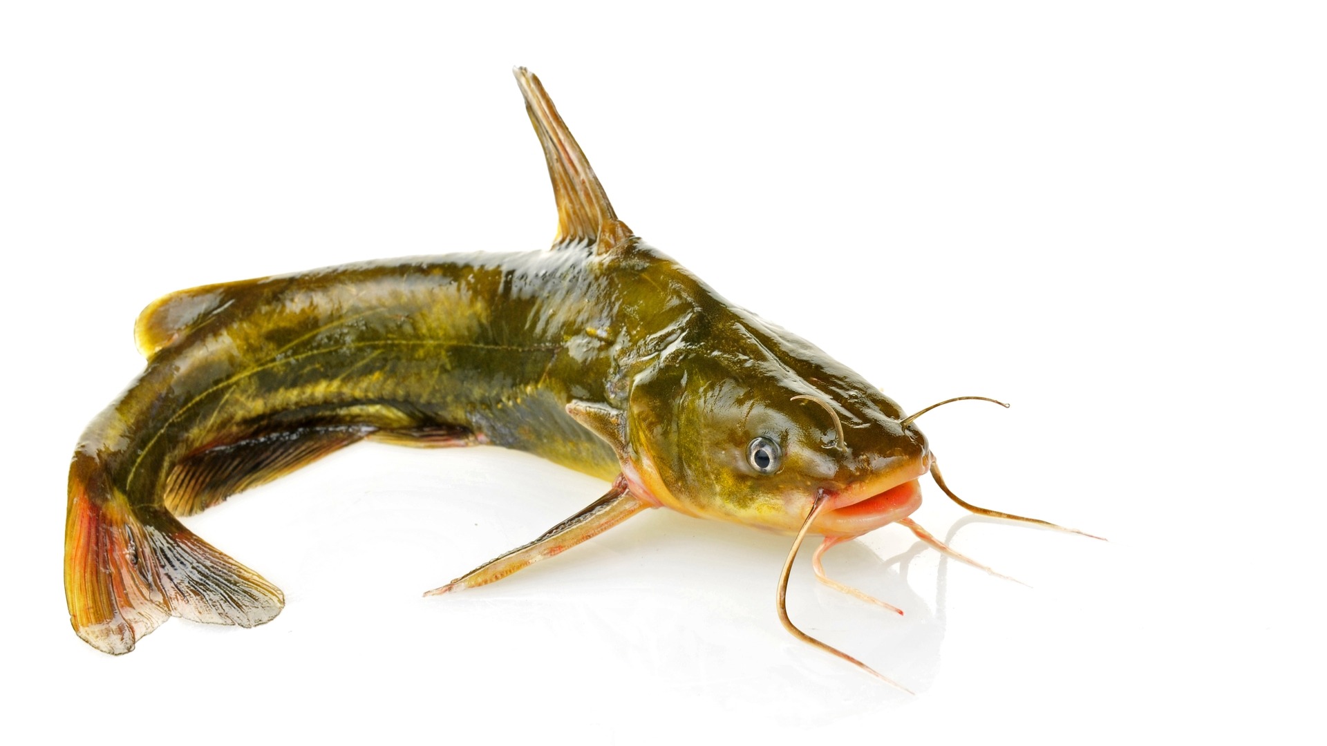 ARCHAEOLOGY OF SEAFOOD Catfish Chef's Mandala