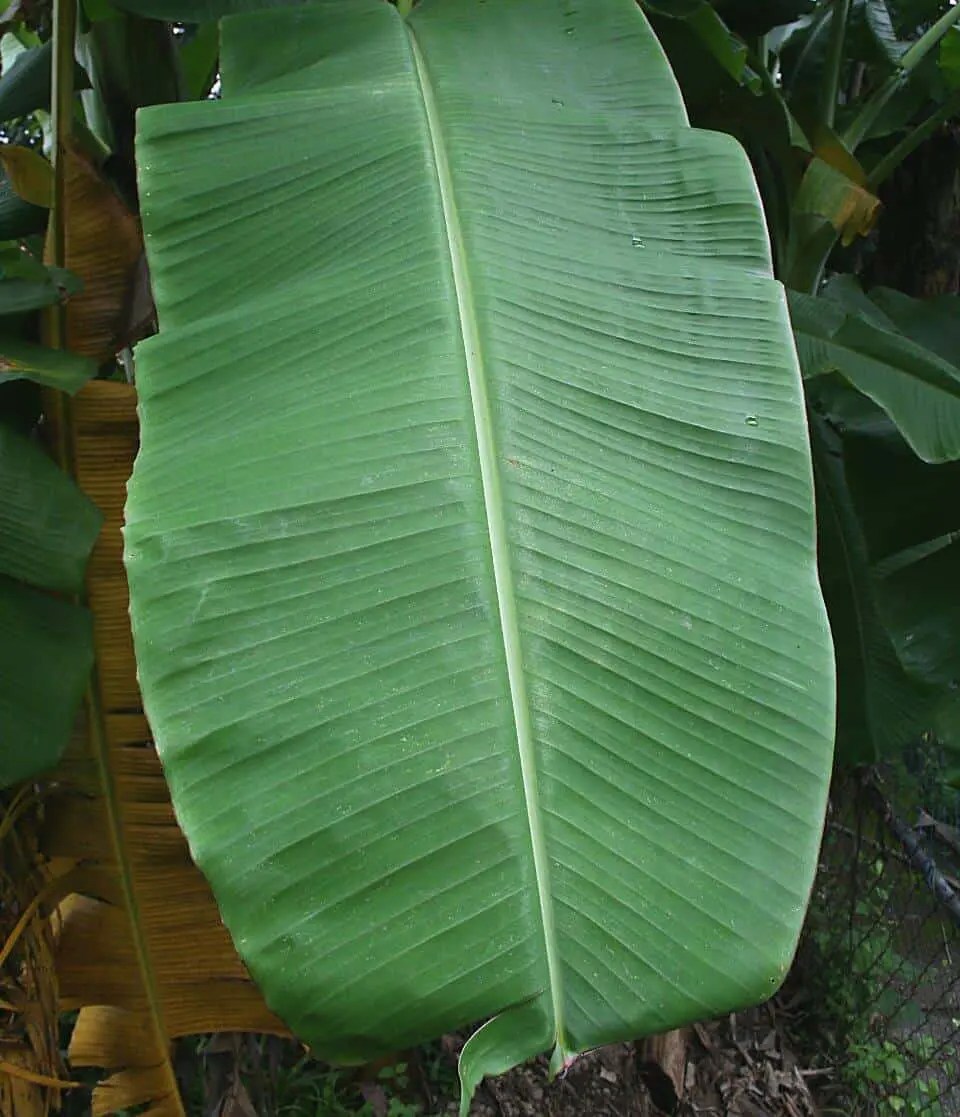 how do i preserve banana leaf