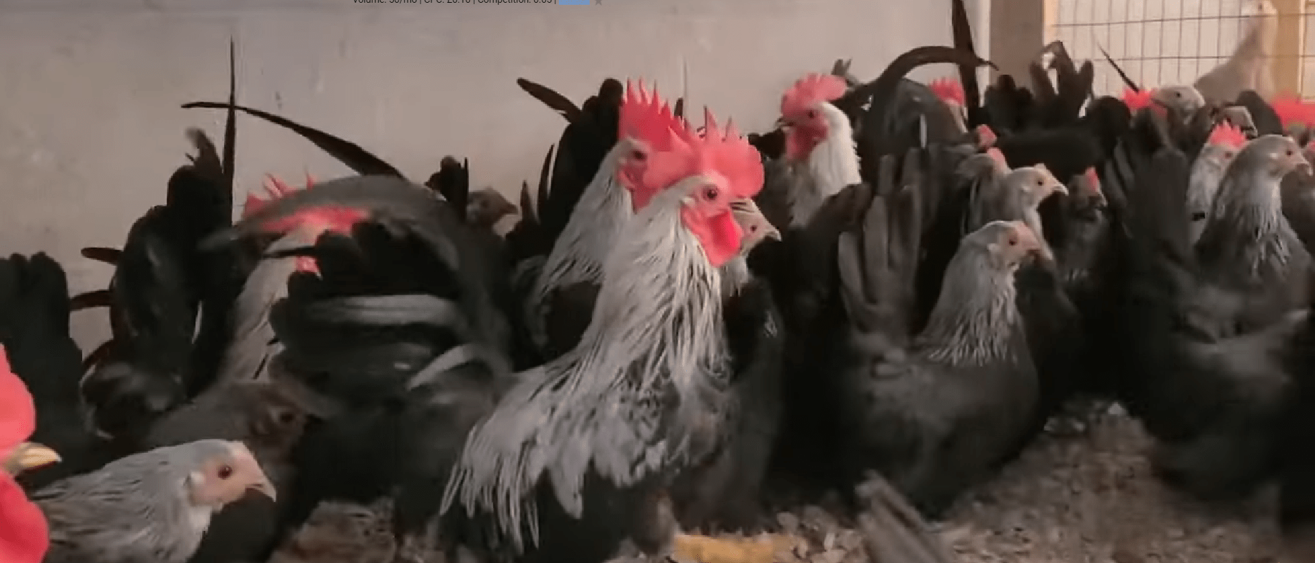 What is the chicken version of Japanese Wagyu? (Jidori) chefstravels