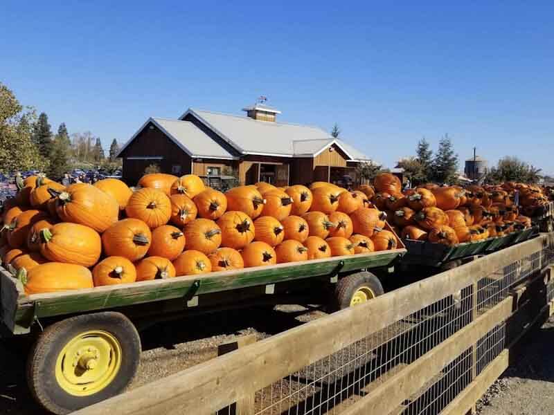 18 Pumpkin Patches in Sacramento Area [2023]