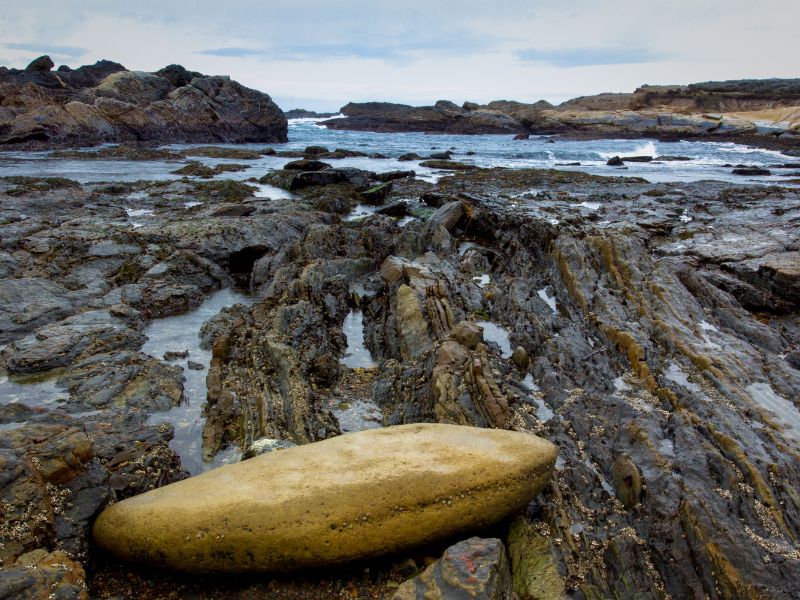 14 Bay Area Tide Pools You Want to Visit [+ How to get there]