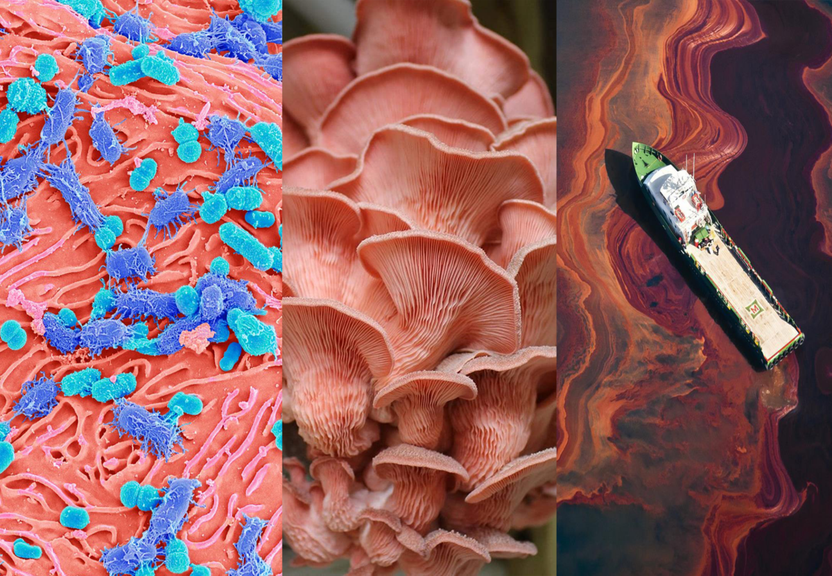 Can Germs and Mushrooms Clean an Oil Spill? The Center for Health