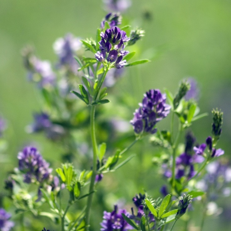 Lucerne BMS MicroNutrients