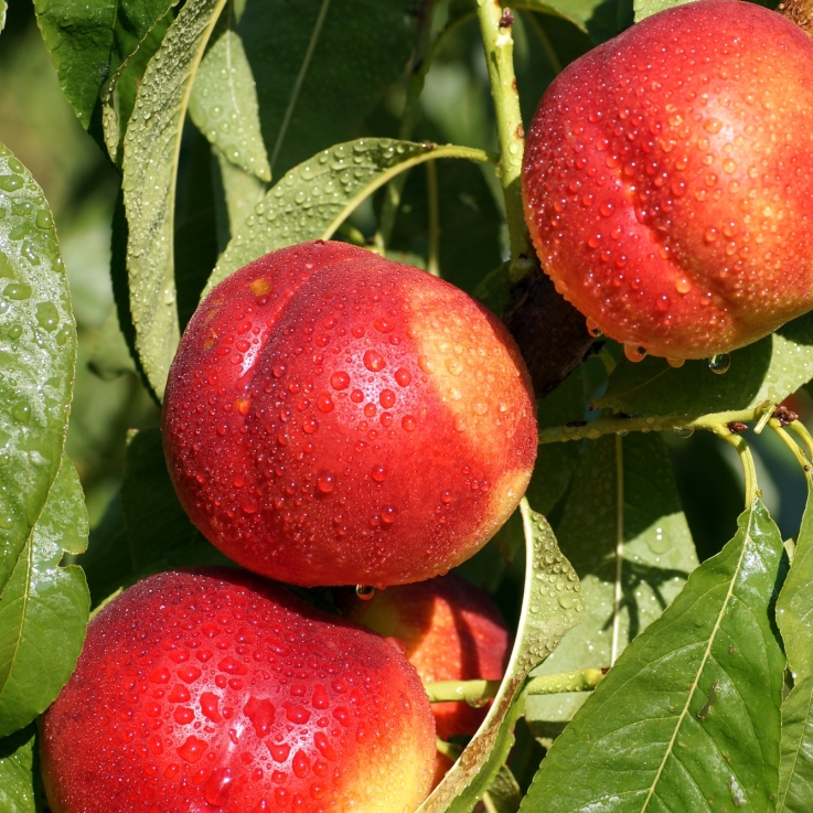 Peach nectarine BMS MicroNutrients