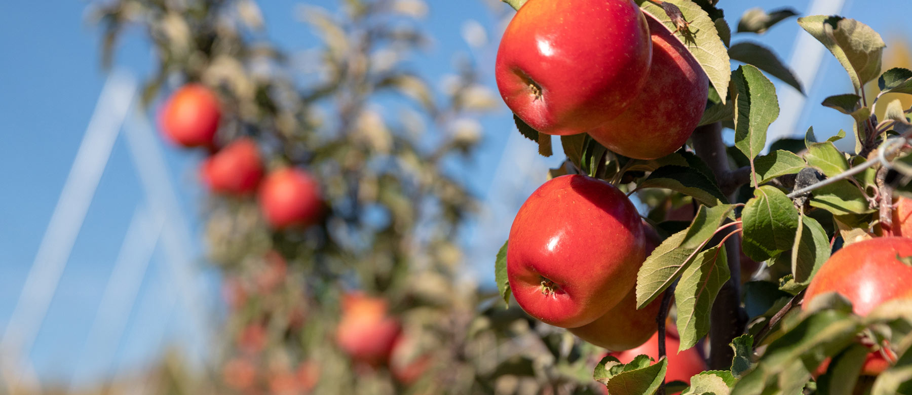 KORU® Apple Chelan Fresh