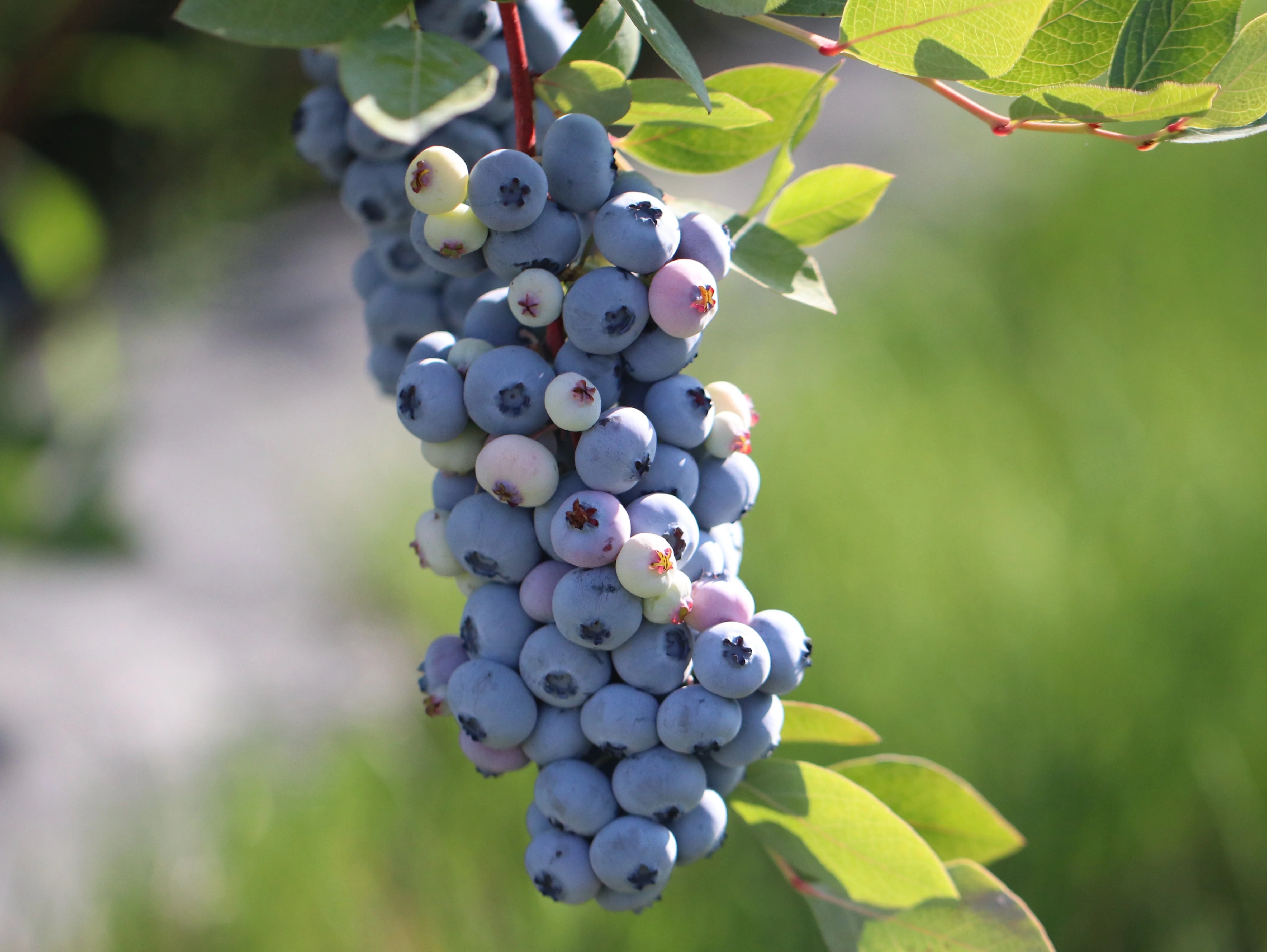 Why are blueberries purple, not blue? Chelan Ranch