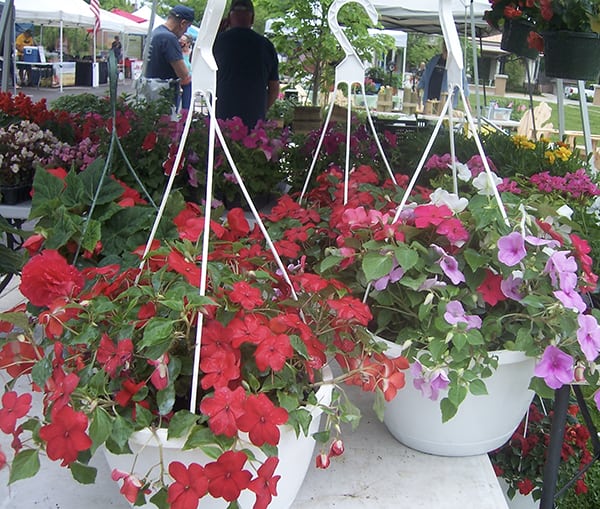 Lots of Plants at Wednesday Chelsea Farmers Market Chelsea Update