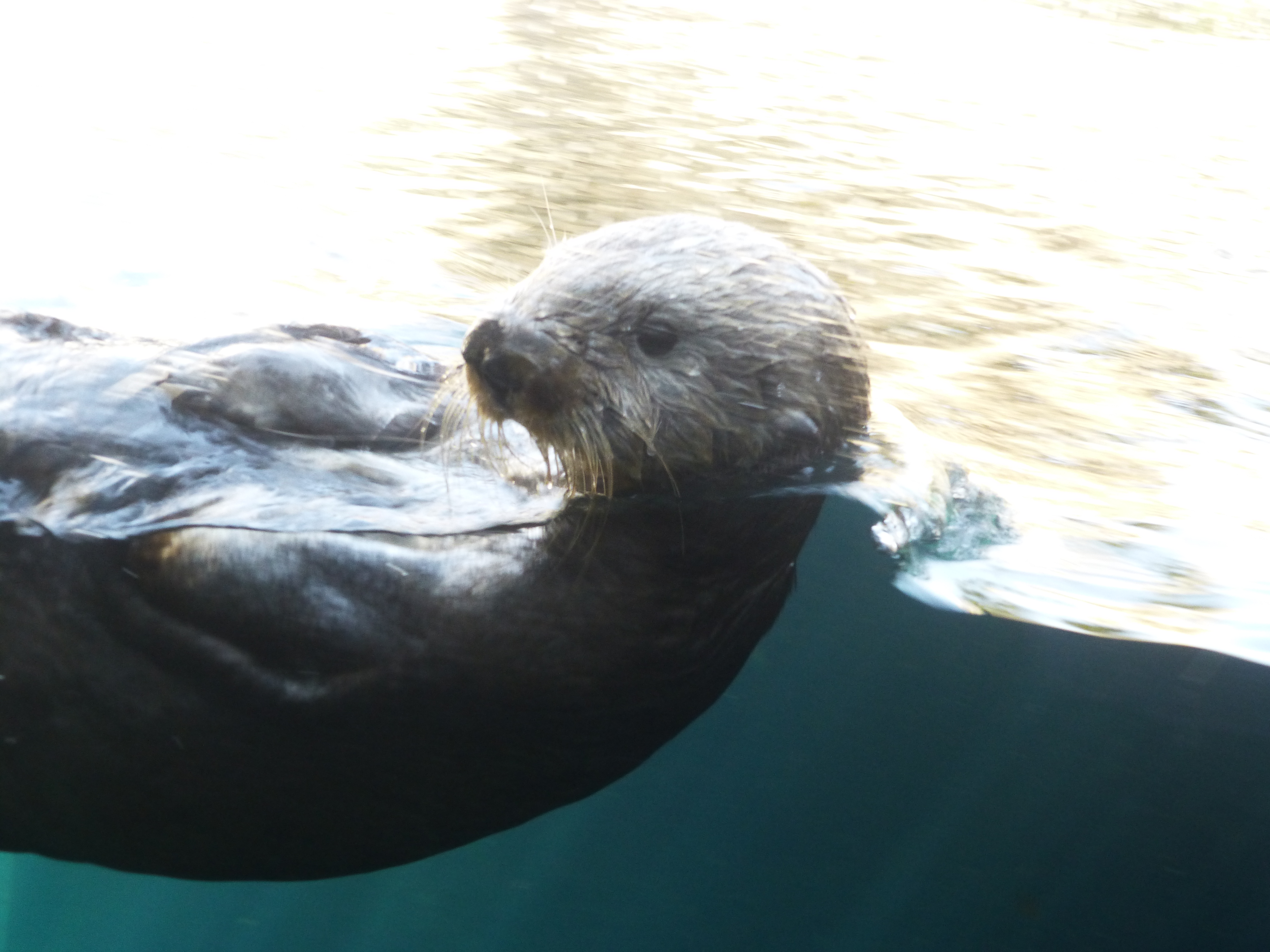 Day 4 of the “West Coast is the Best Coast Roadtrip!” Chelsea Waddell