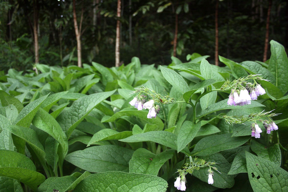 Comfrey and how I use it. chemfreegarden