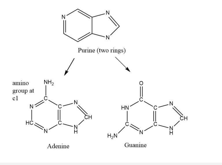Nucleic acids Definition, Structure, reliable Function, and 2 Major