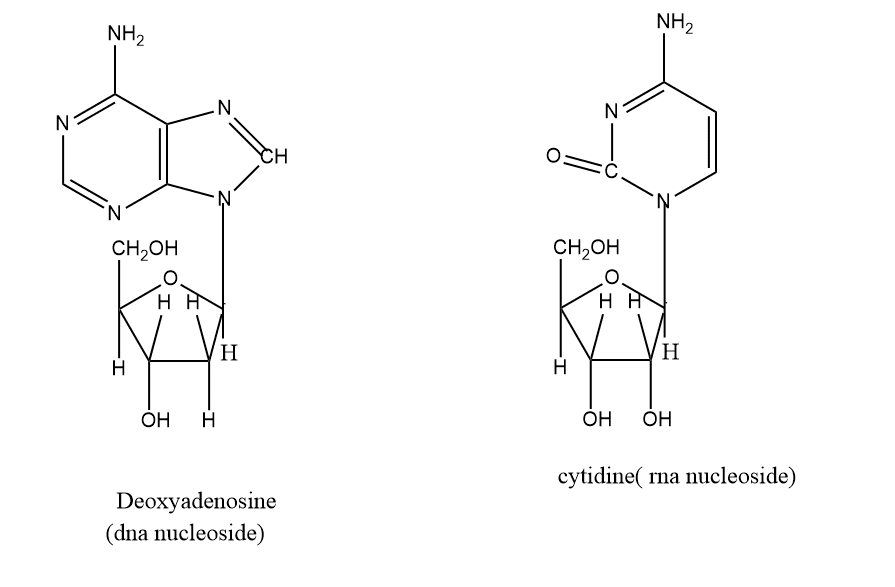 Nucleic acids Definition, Structure, reliable Function, and 2 Major