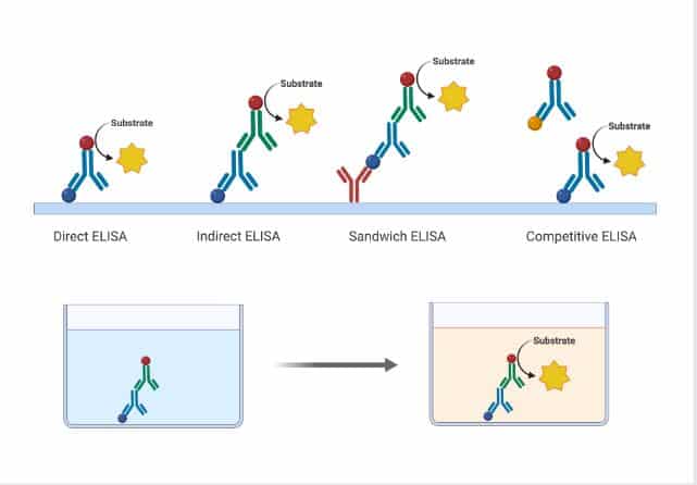 ELISA: Definition, Types, Procedure, and Reliable Purpose - Chemistry Notes