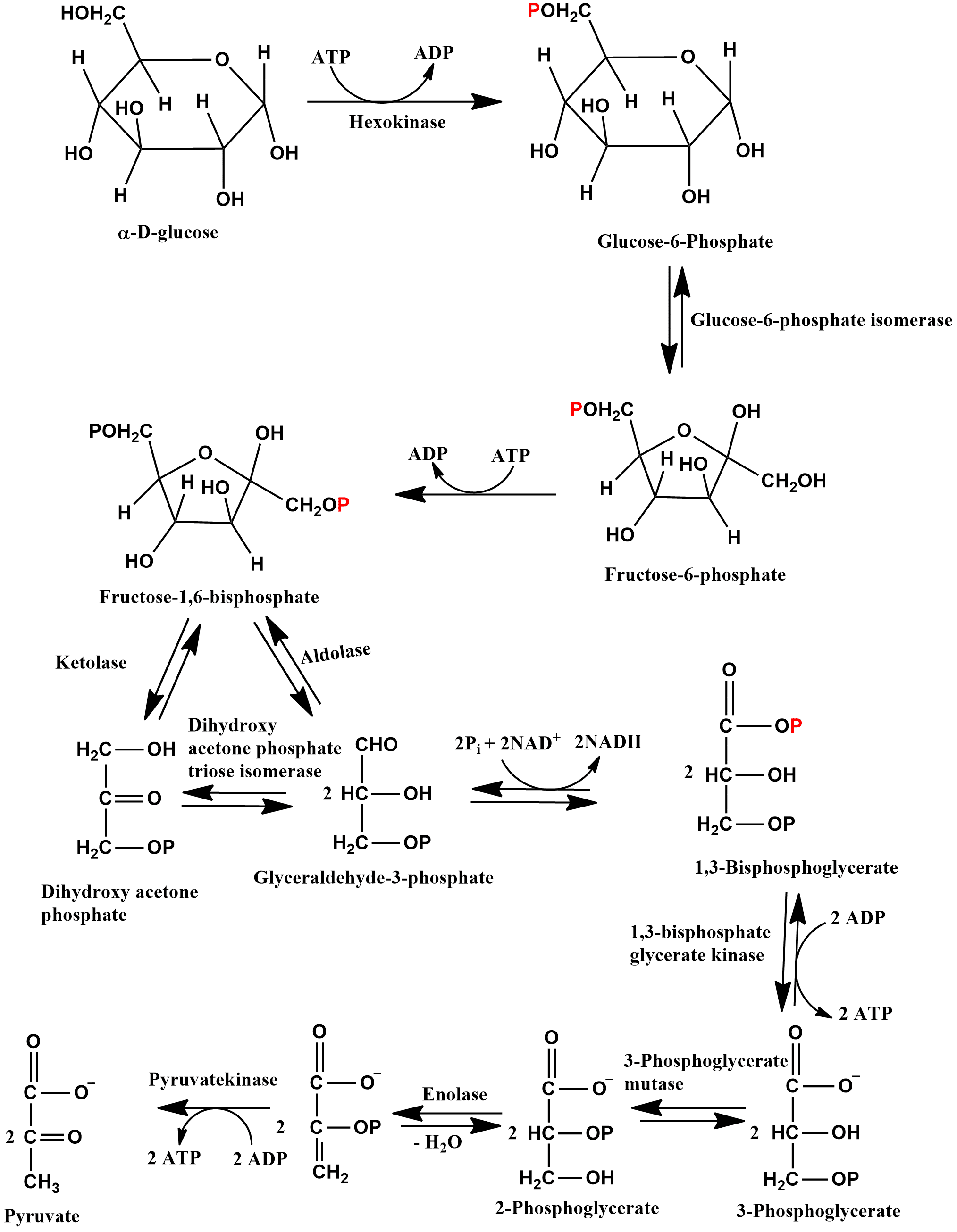 Glycolysis Cycle Definition, 10 Steps, Reactions Chemistry Notes