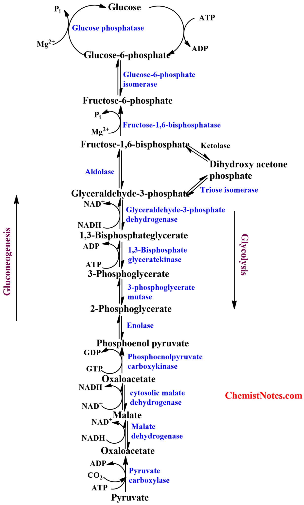 Gluconeogenesis Easy definition, substrate, 8 steps, regulation