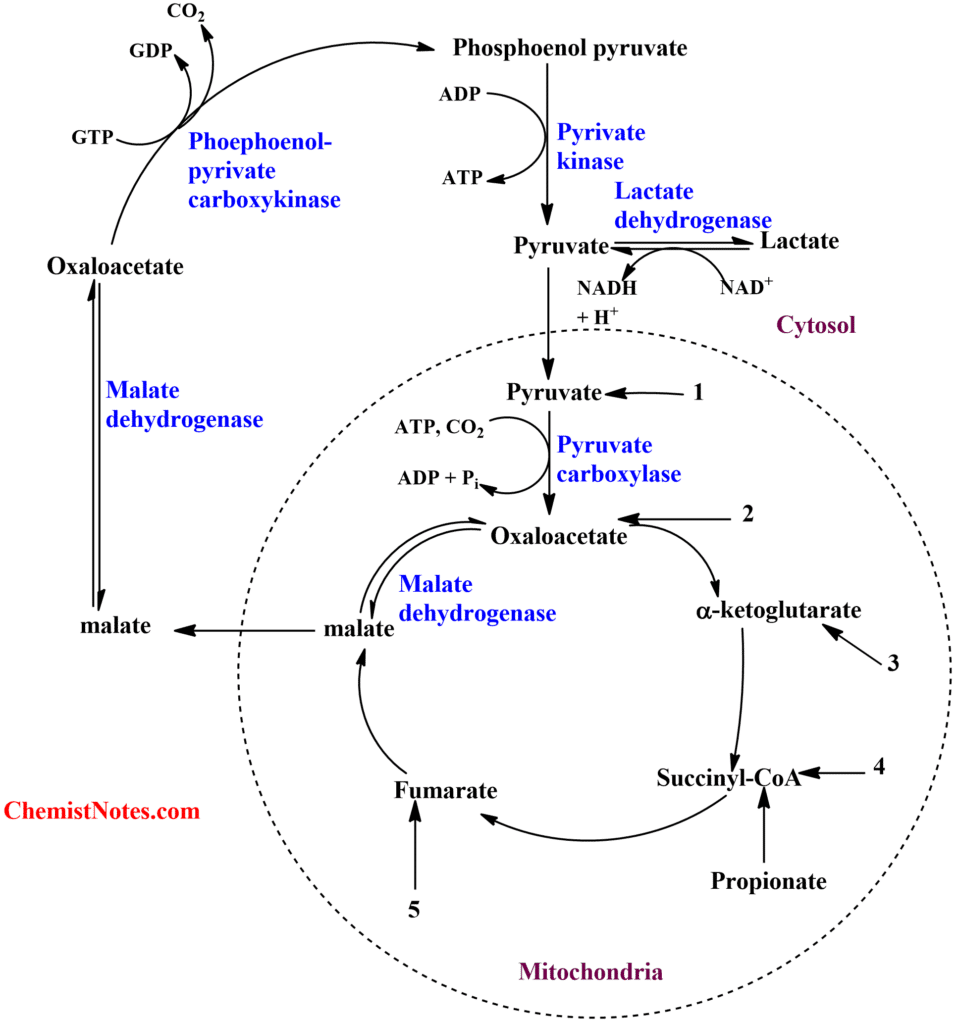 Gluconeogenesis Easy definition, substrate, 8 steps, regulation