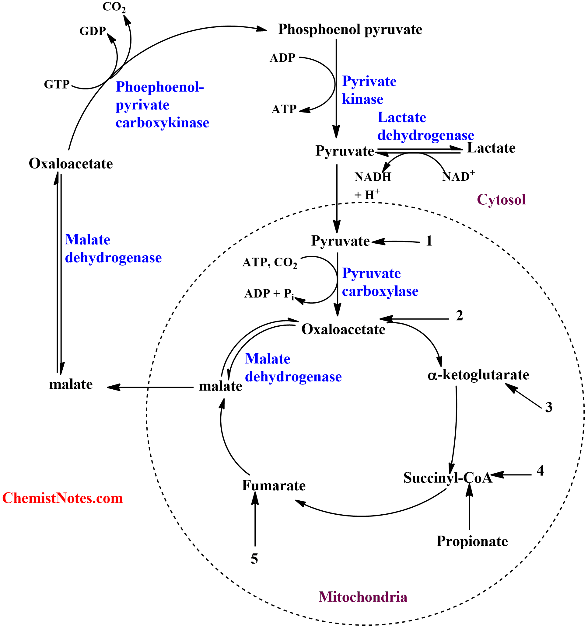 Gluconeogenesis Easy definition, substrate, 8 steps, regulation