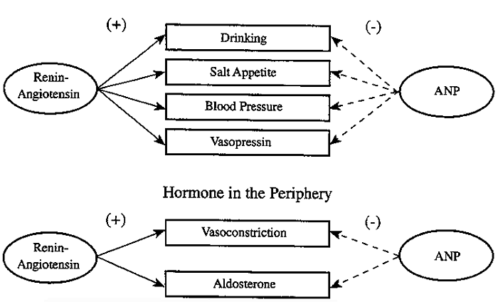 Renin Angiotensin Aldosterone Anp