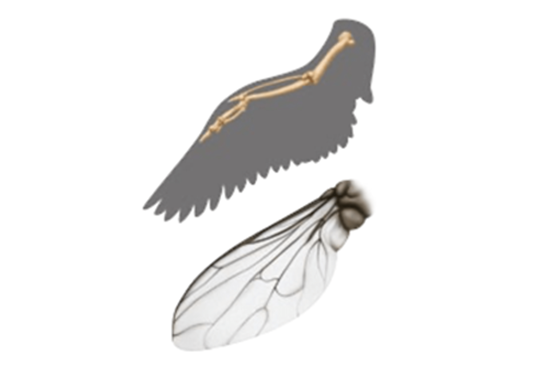 Wing Comparison Chemistry School