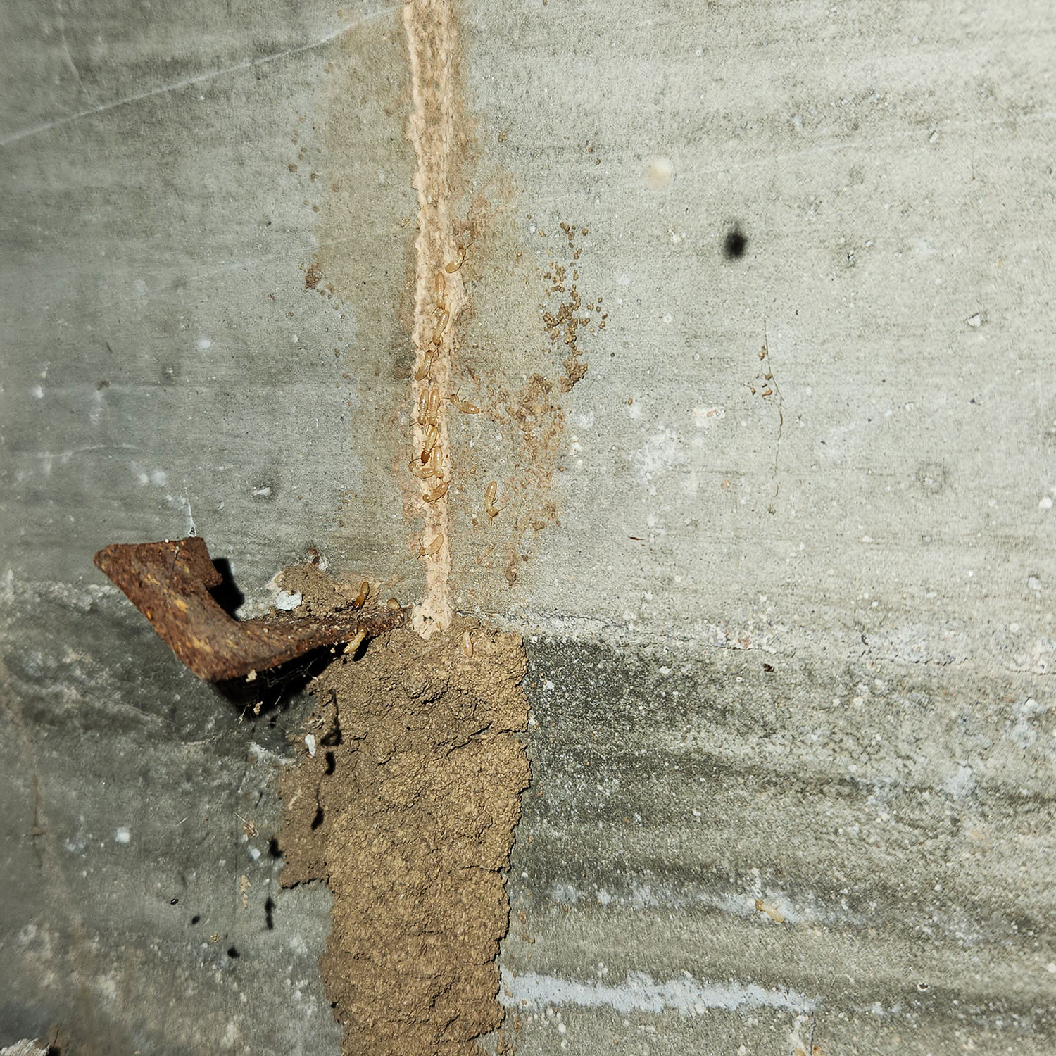 Termites ChemTech Termite & Pest Control